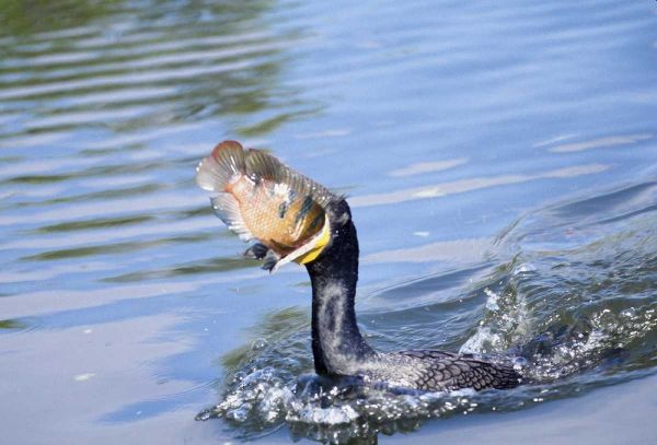 Florida Cormorant swallowing freshly caught fish